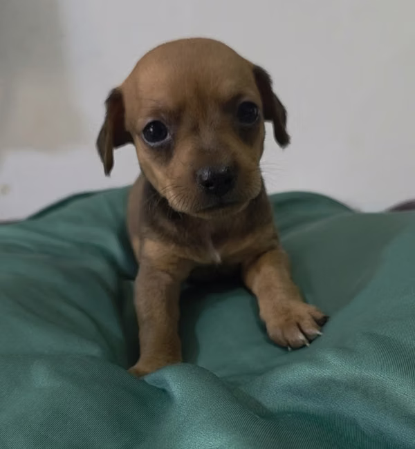 Beautiful chihuahua dog