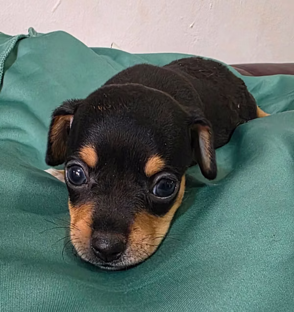Beautiful chihuahua
