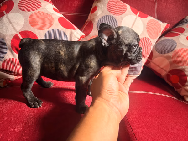 Bull dog French girl