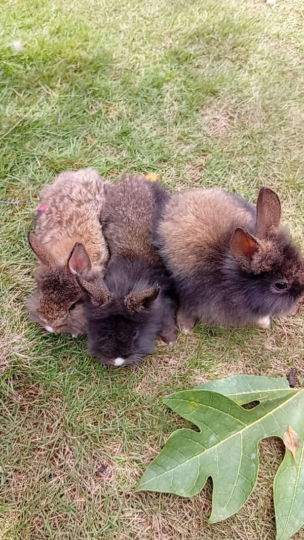 Nice bunny lion head