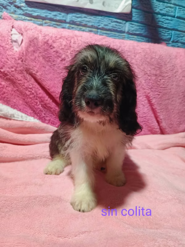 I sell beautiful puppies Cuckers with Maltese