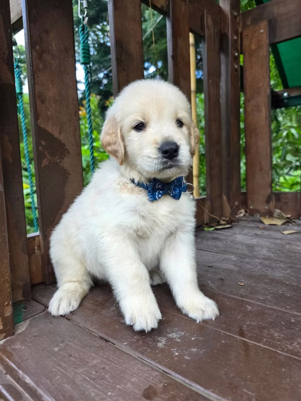 Golden retriever