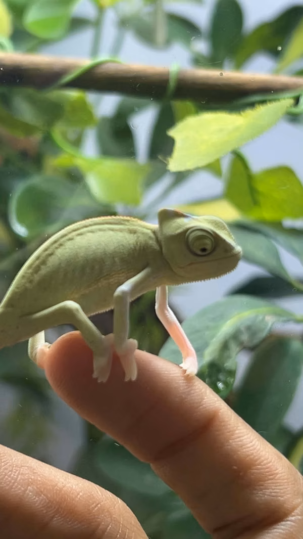Chameleon veiled
