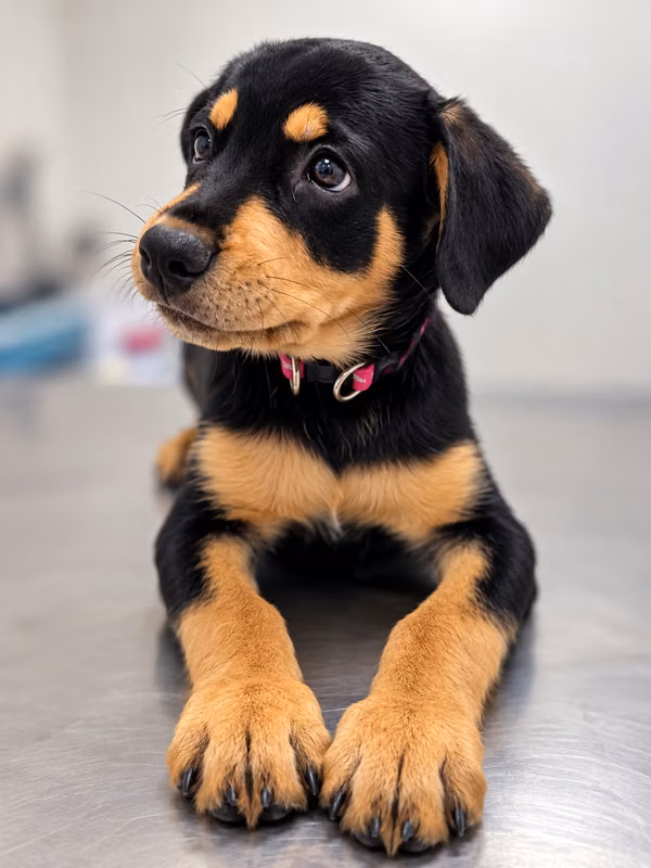 Female Rottweiler - 124; 2 months
