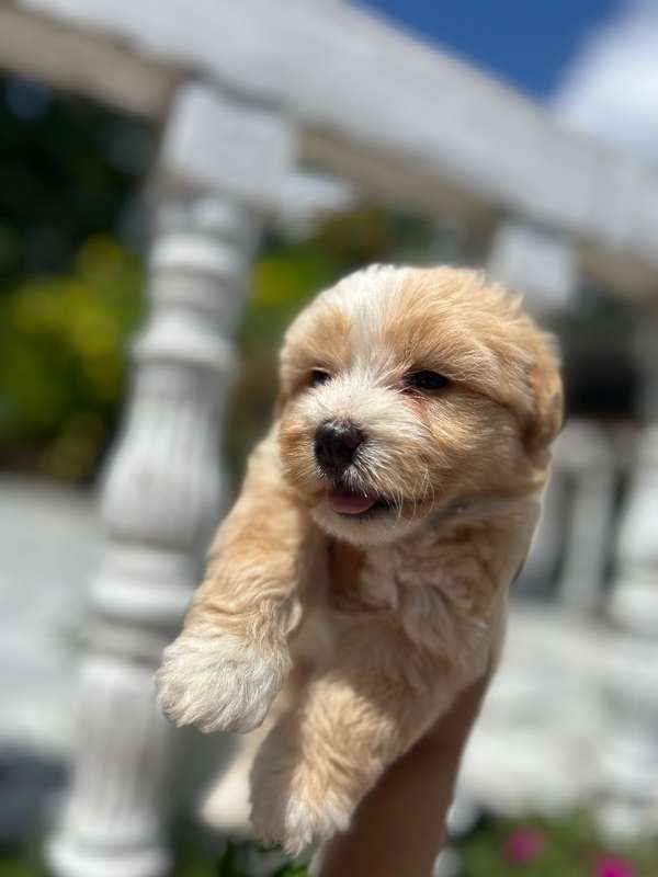 Maltese cachortas