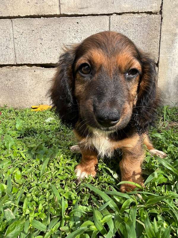 Long hair sausage