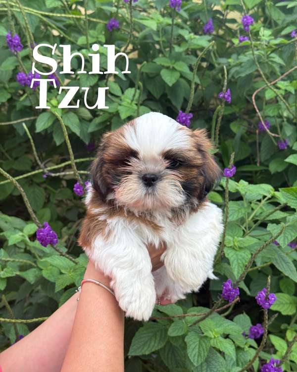 Shih Tzu spongy