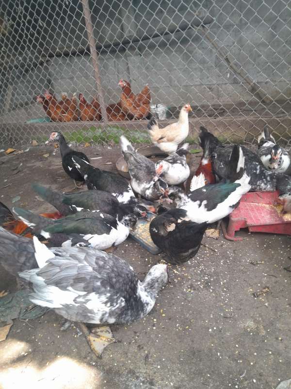 Duck and a Duck