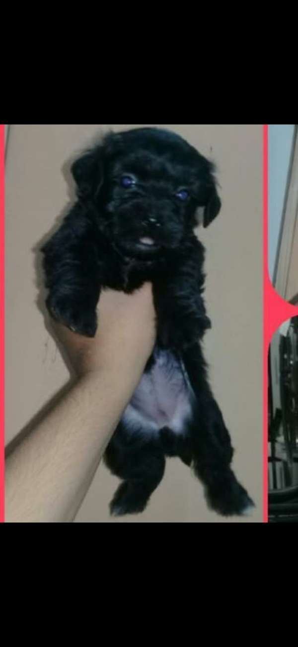 MALTIPOO MINI TOY HEMBRA 