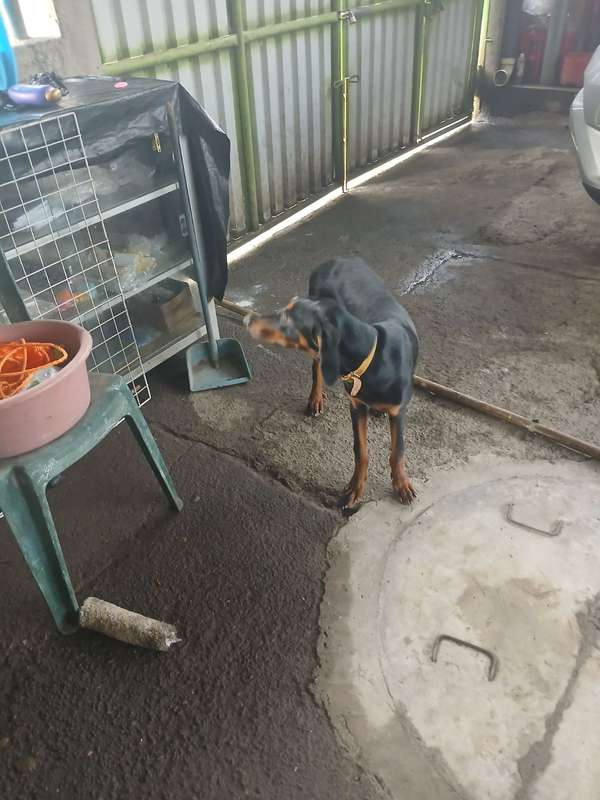 Female Doberman