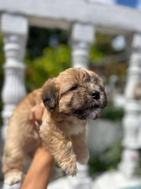 Cachorita Maltes