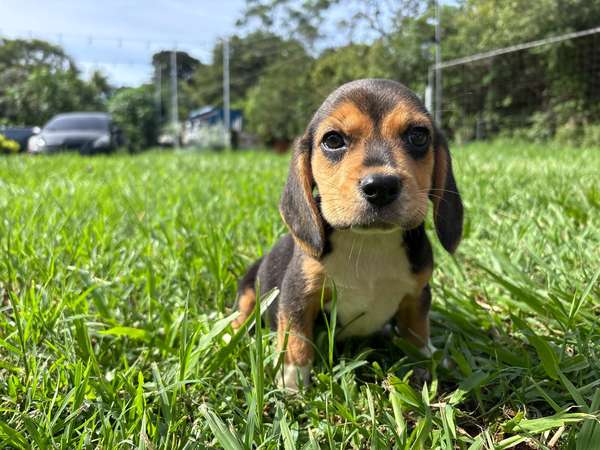Beagle papás pedigree
