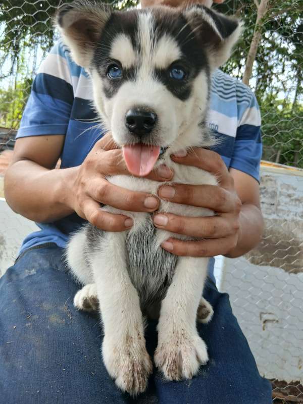 Husky sierian