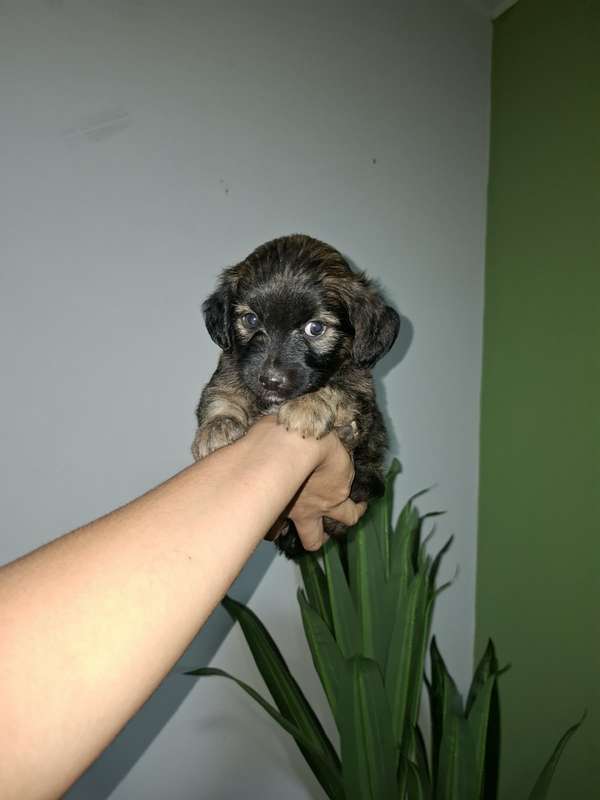 French mini toy macho 