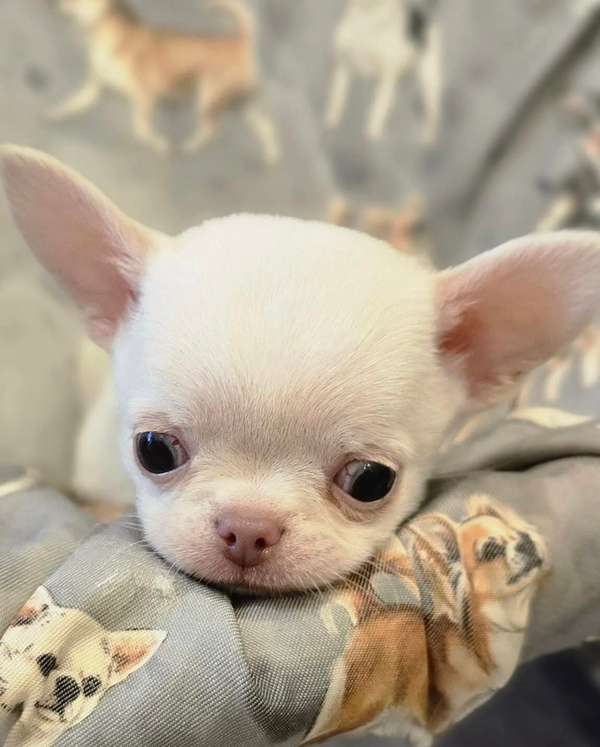 Cachorros Chihuahua Teacup Macho y Hembra 2 Meses Vacunados Ayutepeque