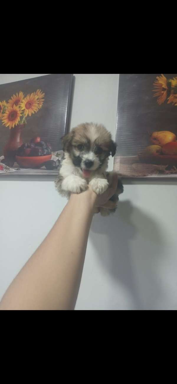 Maltipoo mini toy hembra 