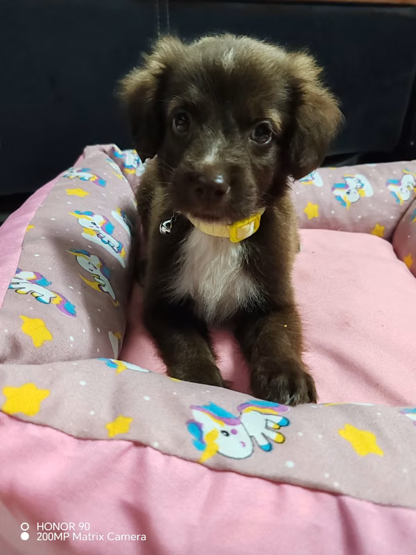 French maltés raza pequeña 