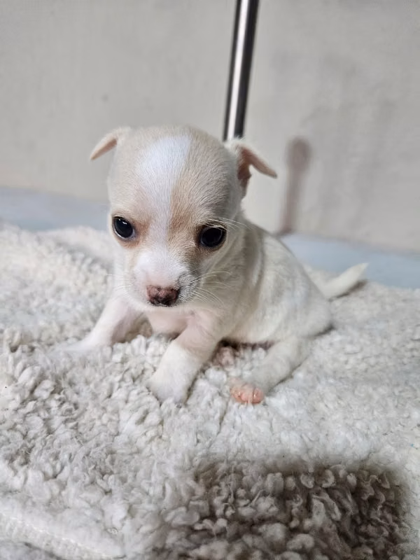 Chihuahua cachorro 