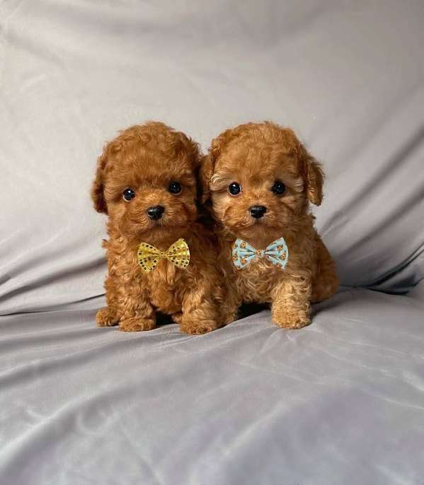 Cachorros Caniche Toy Teacup Macho y Hembra 2 Meses Vacunados Colon