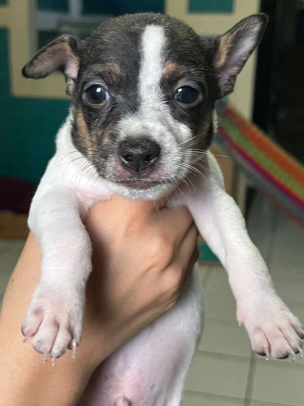 Chihuahuas cabeza de venado 