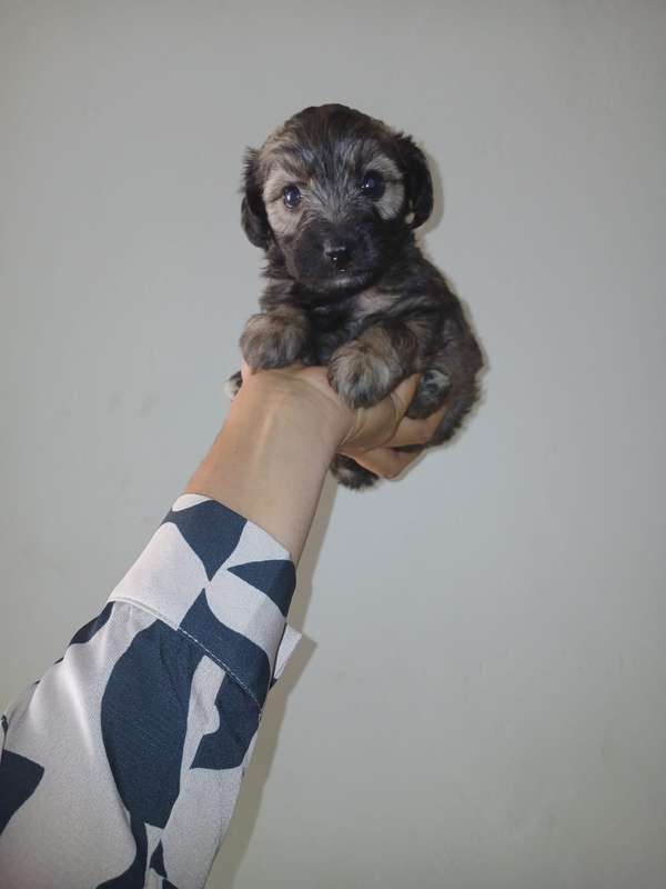 Maltipoo mini toy macho 