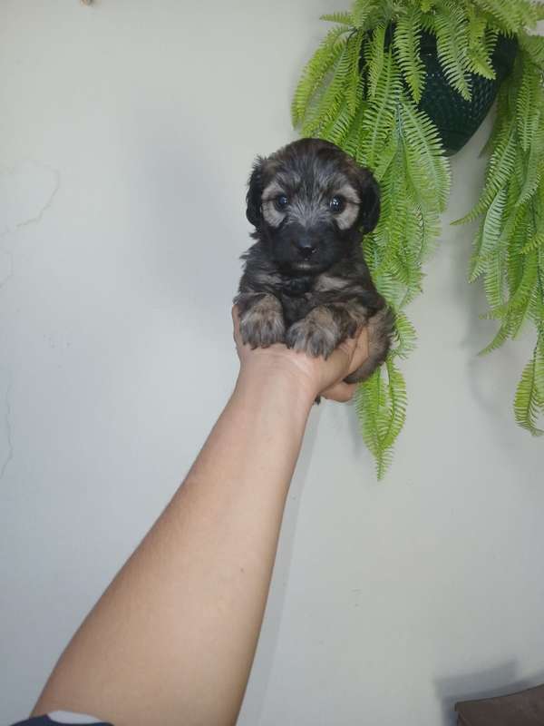 MALTIPOO MINI TOY HEMBRA 