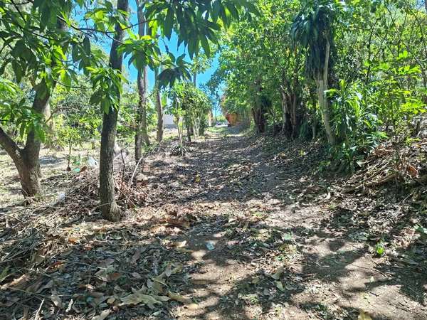 VENTA 1 MANZANA Y MEDIA AREA CEIBA PREÑADA SANTA ANA