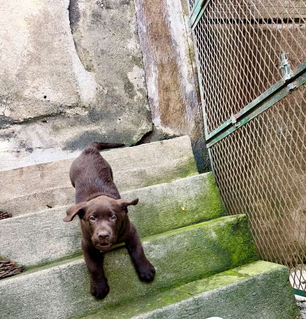 Hermoso ejemplar Labrador Retriever Macho color chocolate con pedigree azul
