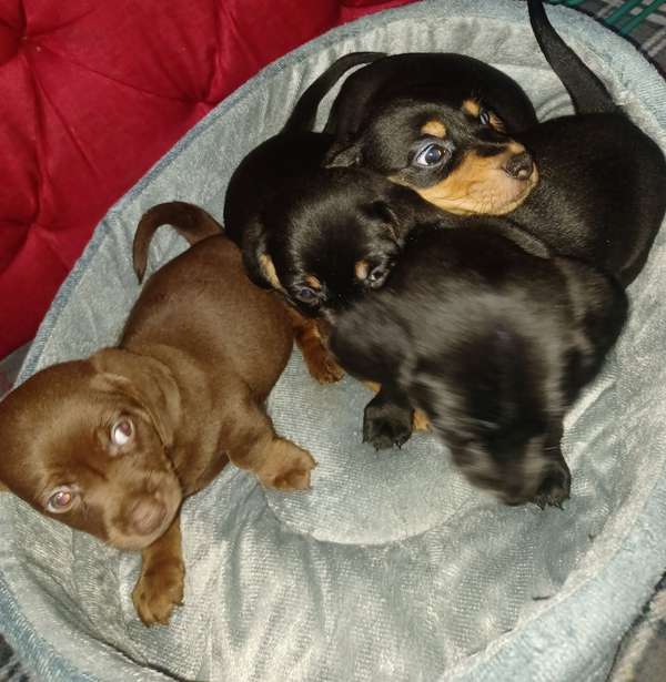 Salchichas o Dachsund,  1 niña, 1 niño 