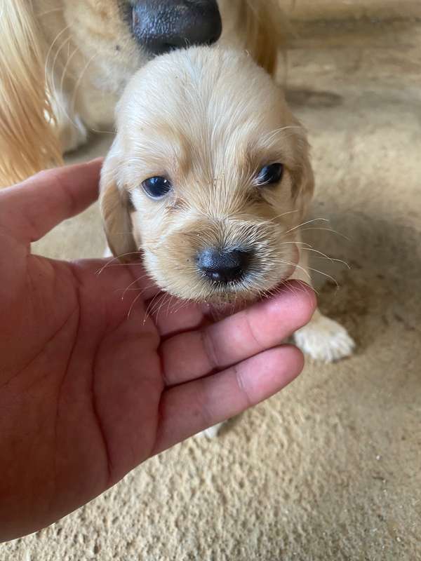 Perritos machos cocker