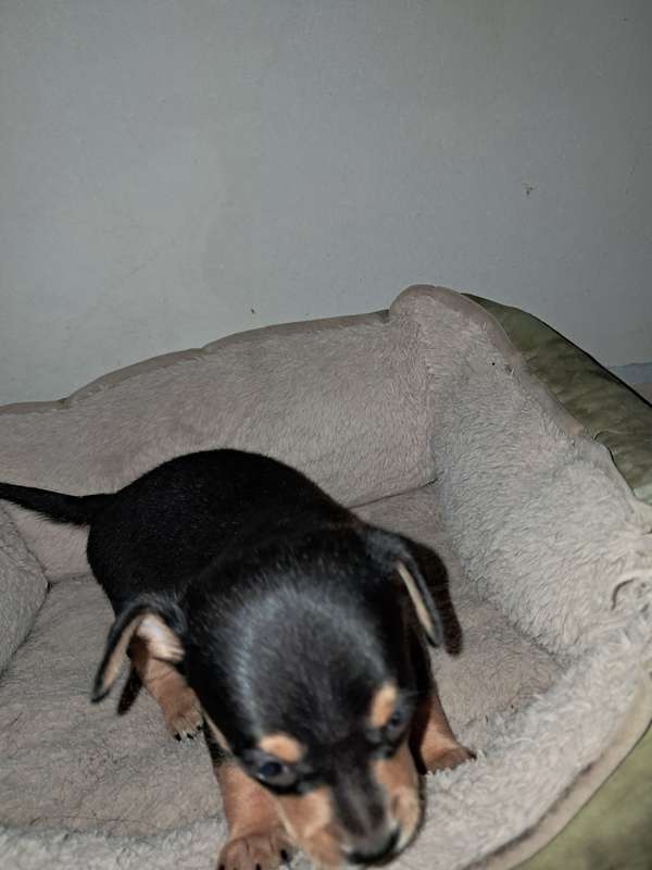 Perro chihuaba hembra y varon 