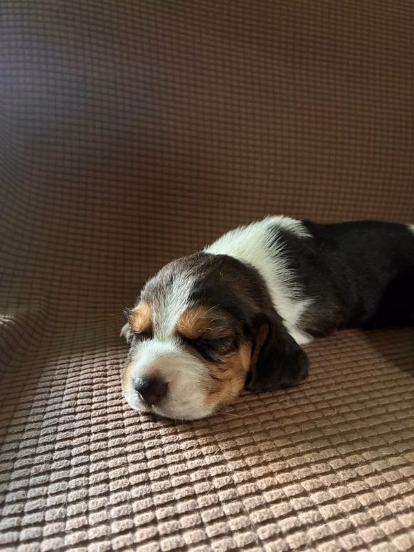 Beagles