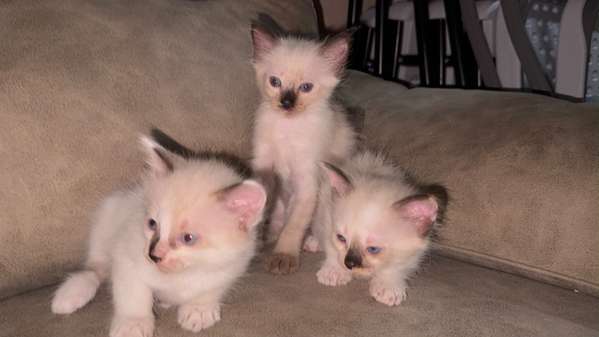 Gatitas Siameses