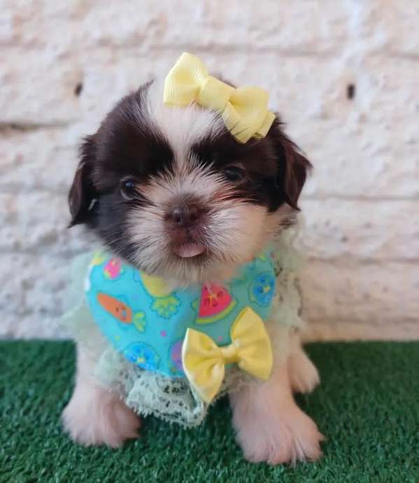 Cachorros Shih Tzu Mini Toy - Hembras y Machos - 2 Meses - Vacunados