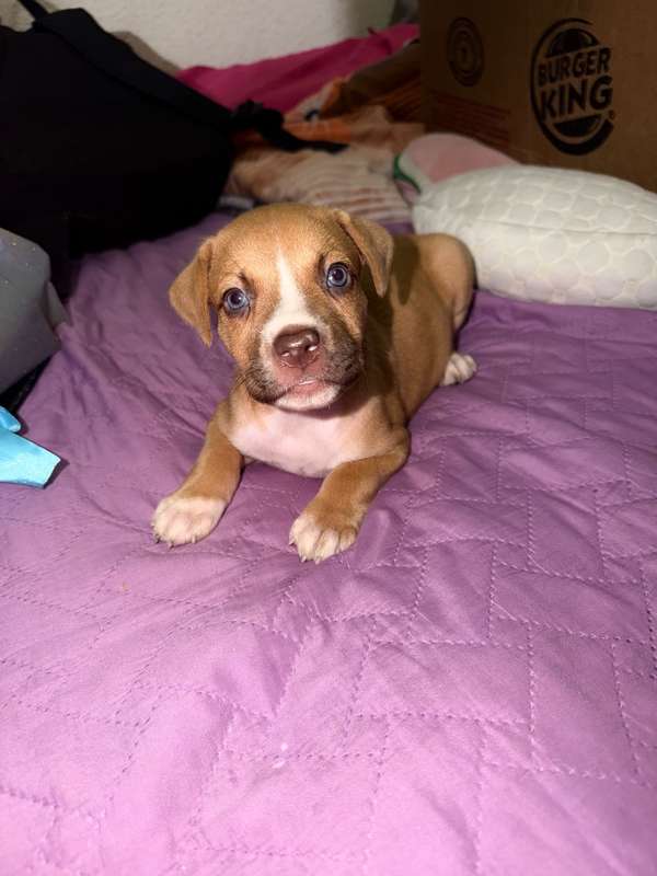 Pitbull