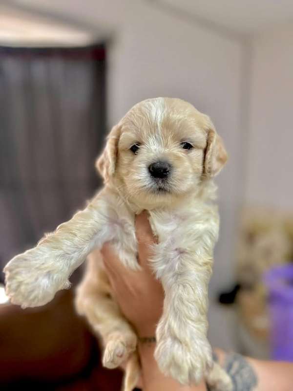 Preciosa french mini raza pura 
