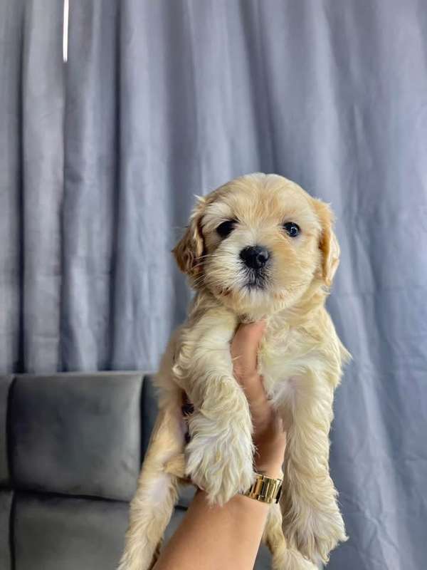 Preciosas french poodle mini raza pura