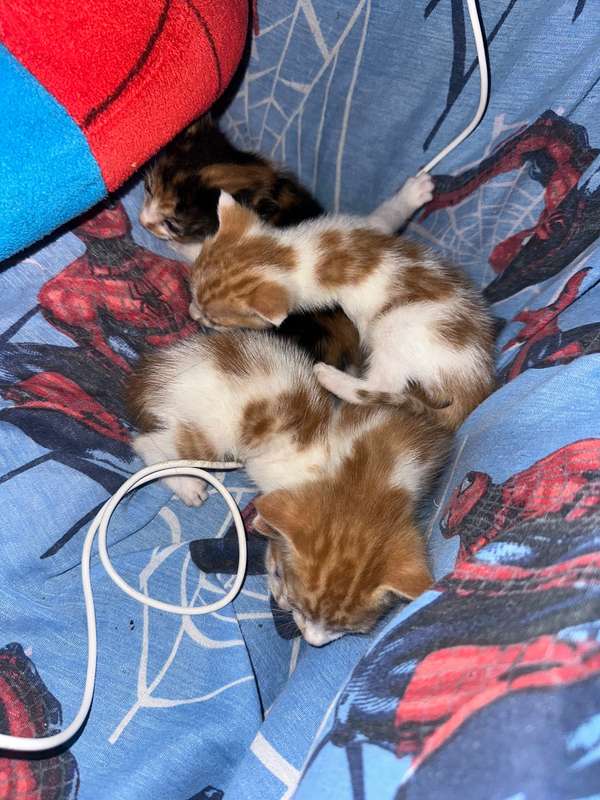 Gatos en venta, precio negociable 