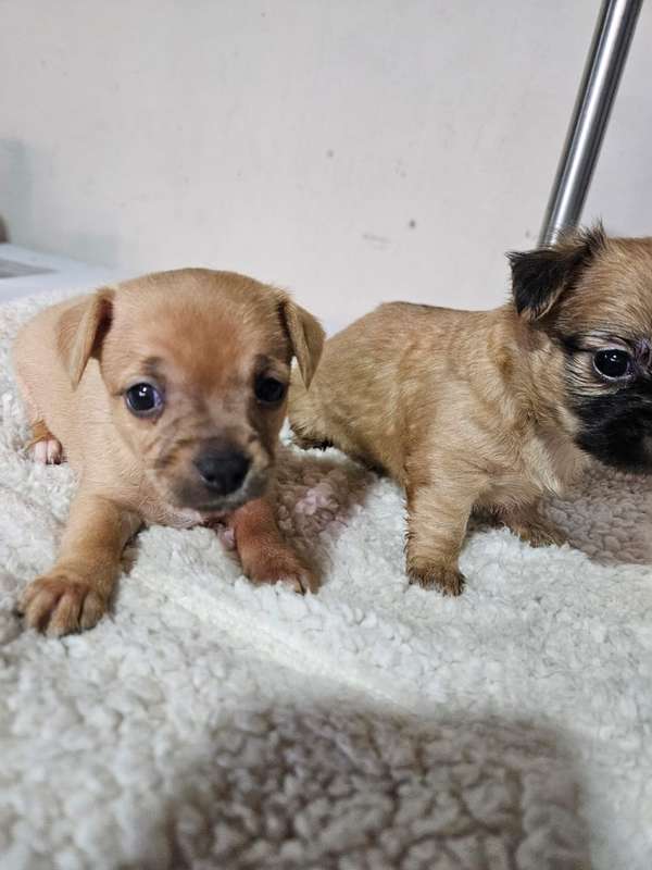 Chihuahua
