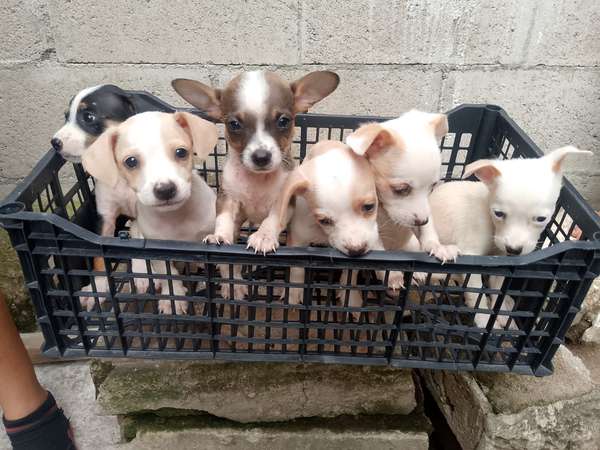 Vendo perritos chihuahua 