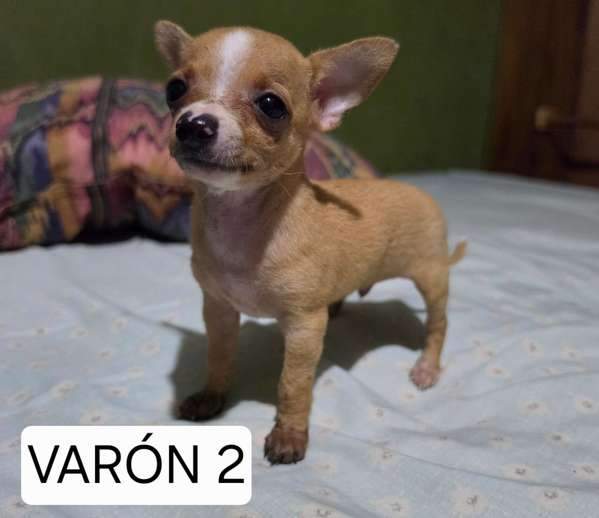Chihuahua 2 varones y 2 hembras