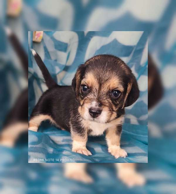 Beagles puros hembra y macho