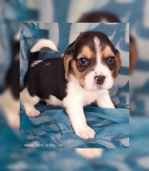 Beagles puros hembra y macho