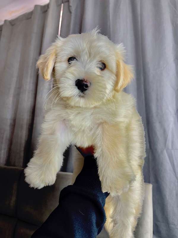 Precioso french poodle 