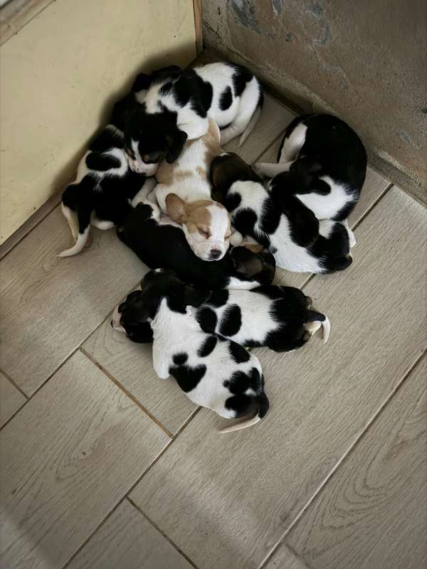 Cachorritos Beagle proximamente en busca de su nueva familia hembras 