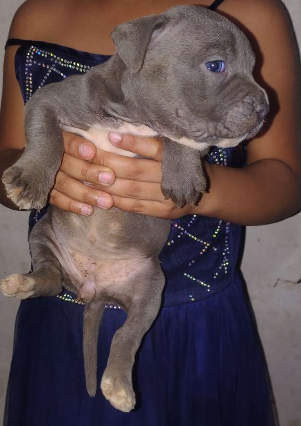 bonita cachorita pitbull blu