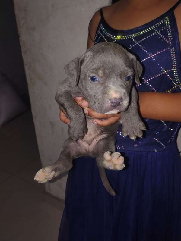 bonito cachorro Pitbull blu