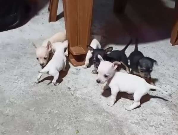 CHIHUAHUAS CACHADA