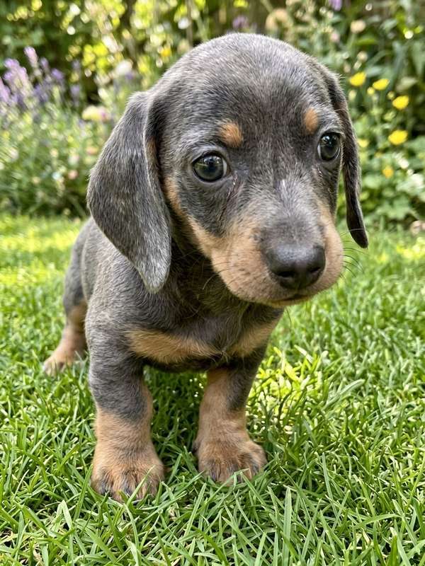 Perro salchicha 