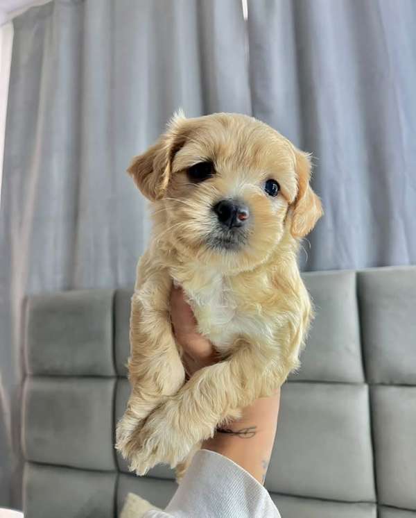 Preciosa mini poodle 